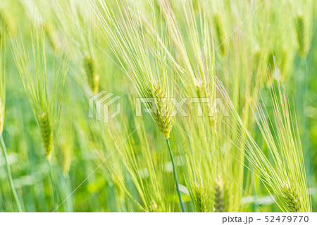 むぎ むぎ 52479770