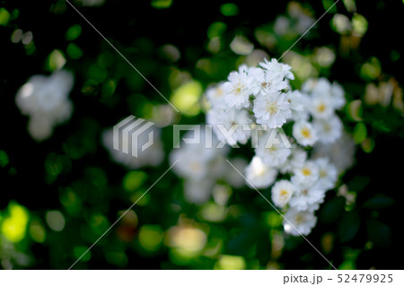 5月に咲く花 5月に咲く花 52479925