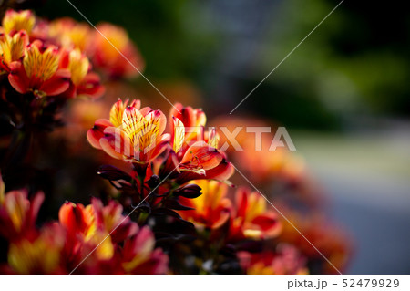 5月に咲く花 5月に咲く花 52479929
