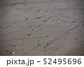 海 黄海 干潟 52495696
