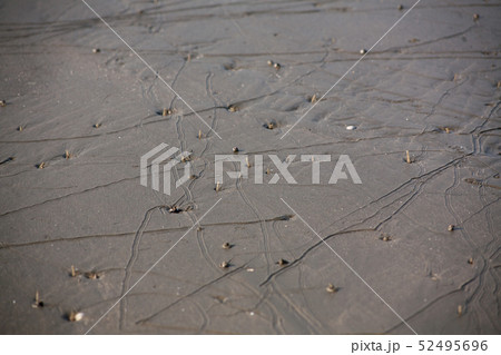 海 黄海 干潟 52495696