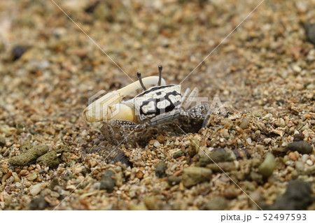 生き物　甲殻類　オキナワハクセンシオマネキ、オス。この柄を思い浮かべますが模様や色は様々あります 52497593