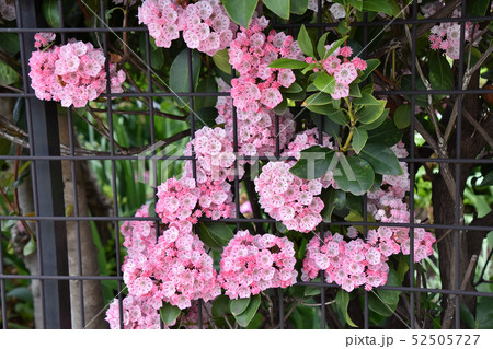 カルミア 52505727