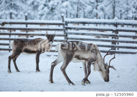 Reindeer herd, in winter, Lapland, Northern Finland 52505960