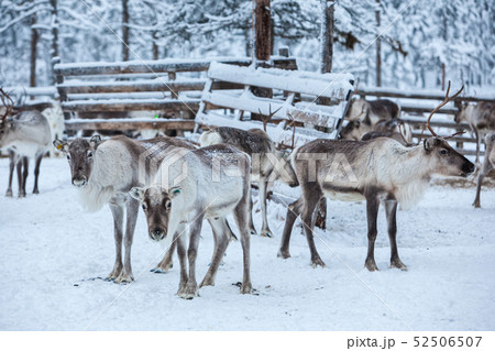 Reindeer herd, in winter, Lapland, Northern Finland Reindeer herd, in winter, Lapland, Northern Finland 52506507