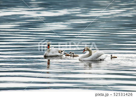 白鳥 親子 子育て 白鳥 親子 子育て 52531426