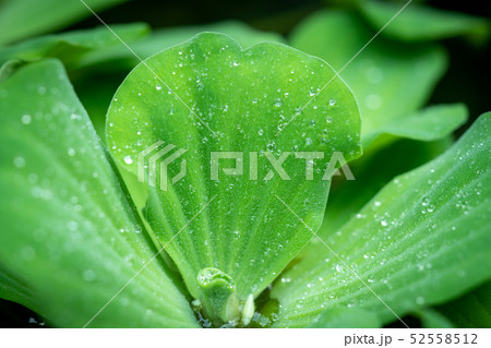Water lettuce ( Pistia stratiotes Linnaeus ) Water lettuce ( Pistia stratiotes Linnaeus ) 52558512