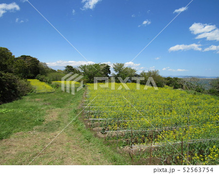 宮城県塩釜市　浦戸諸島　朴島の菜の花 52563754
