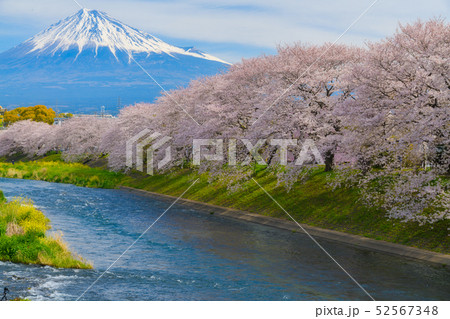＜静岡県＞　桜の名所龍巌淵　富士山と桜・潤井川の流れ　 52567348