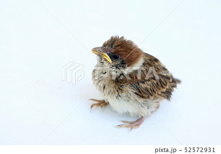すずめ　ひな　白バック　左上向き 52572931