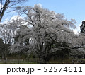 春爛漫！　満開のエドヒガンザクラ 52574611