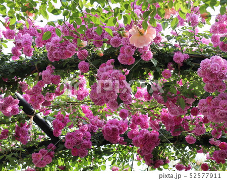 美しい蔓薔薇 52577911
