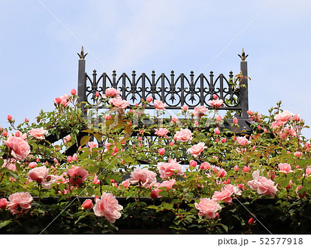 美しい蔓薔薇 美しい蔓薔薇 52577918