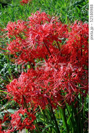 彼岸花 彼岸花 52580988