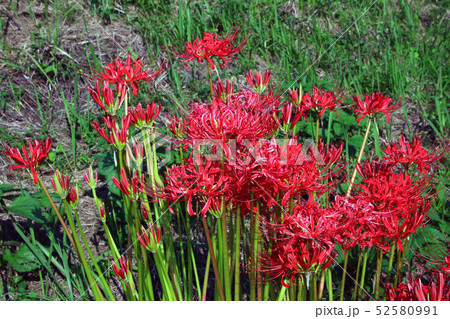 彼岸花 彼岸花 52580991
