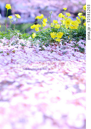 散った桜の花びらと菜の花の写真素材