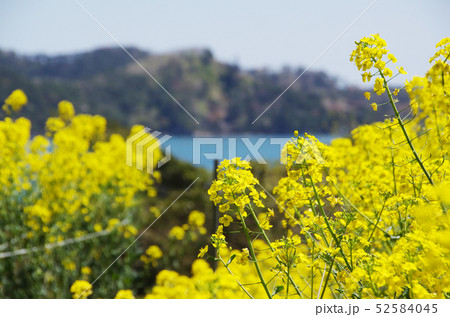 朴島の菜の花 52584045