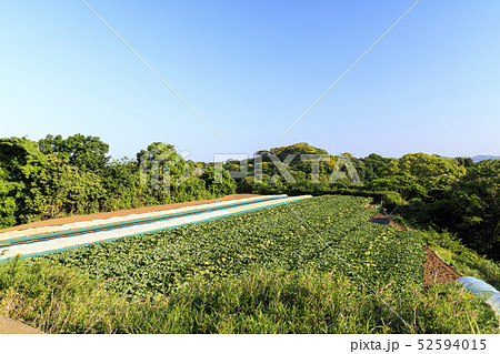 畑(初夏) 畑(初夏) 52594015