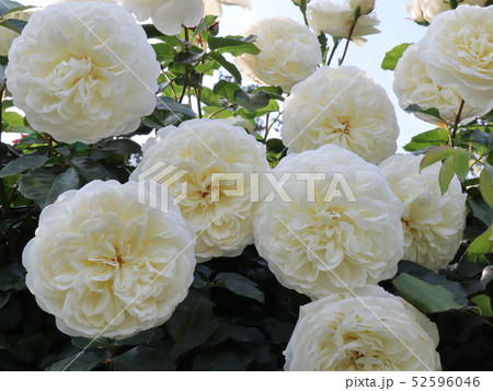 ホワイトローズ 52596046