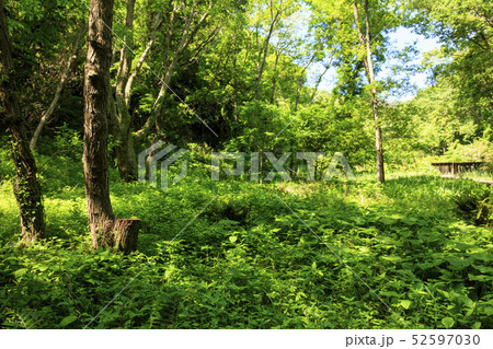 小網代(春) 小網代(春) 52597030