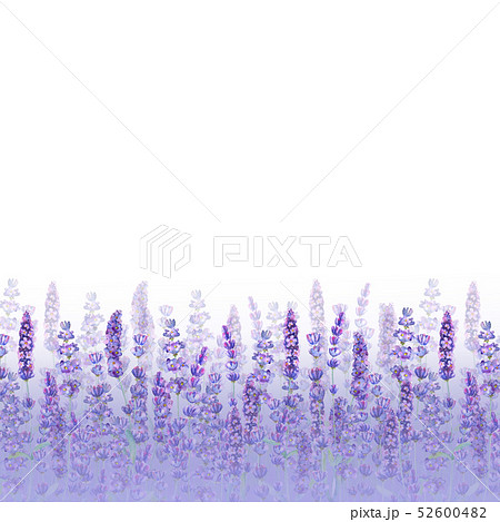 Lavender field pattern on white background. 52600482