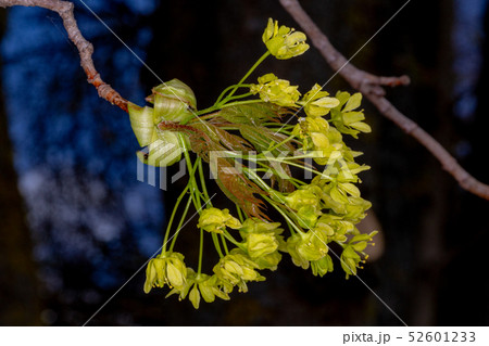 Young maple leaves. Spring buds Young maple leaves. Spring buds 52601233