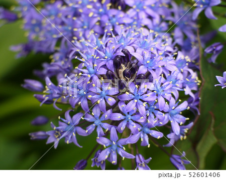 シラー・ペルビアナ⑧ 52601406