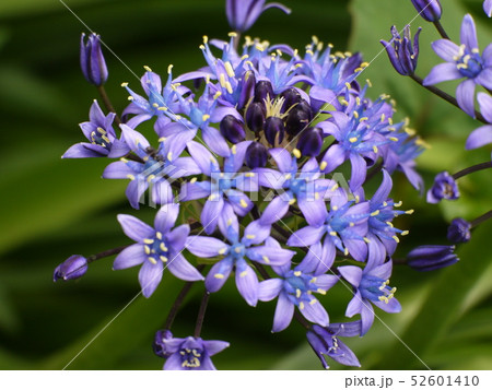 シラー・ペルビアナ⑨ 52601410