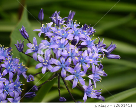 シラー・ペルビアナ⑩ 52601413