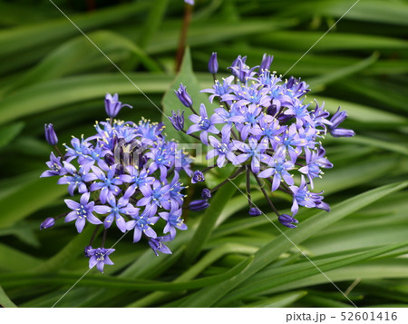 シラー・ペルビアナ⑪ 52601416