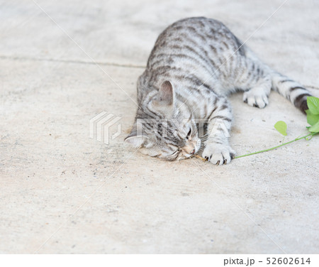 Lovely tubby cat eating ,Catnip, Indian Acalypha 52602614