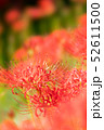 彼岸花 52611500