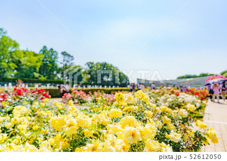 神代植物公園 春のバラ 52612050