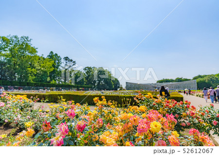 神代植物公園 春のバラ 神代植物公園 春のバラ 52612067