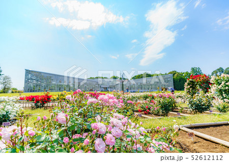 神代植物公園 春のバラ 52612112