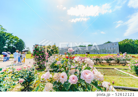 神代植物公園 春のバラ 52612121