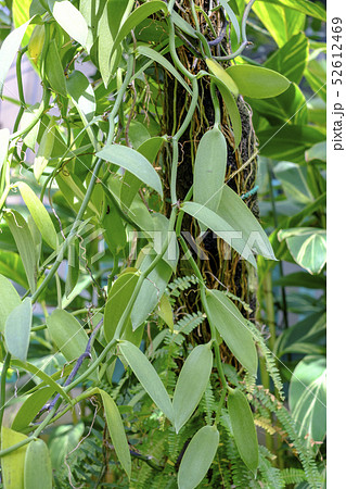 バニラの蔓 52612469