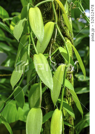 バニラの蔓 52612478