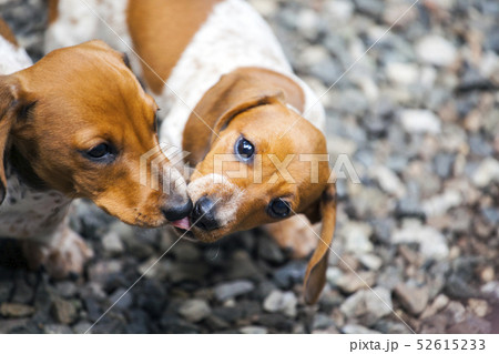 dachshund puppy portrait stone background dachshund puppy portrait stone background 52615233