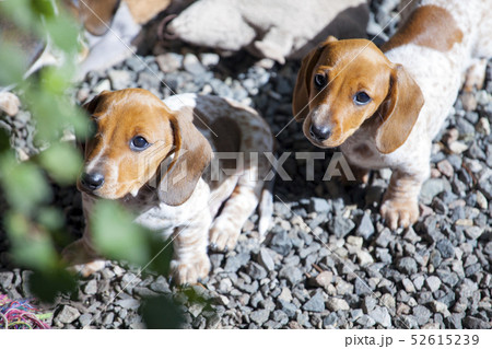dachshund puppy portrait stone background dachshund puppy portrait stone background 52615239