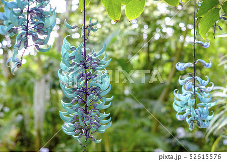 ヒスイハズラの蕾　 52615576