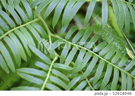 リュウビンタイ　 52618046