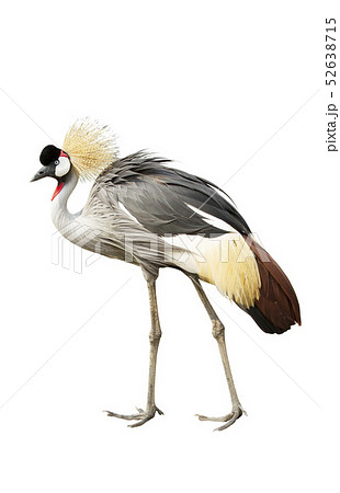 Grey crowned crane isolated on white background Grey crowned crane isolated on white background 52638715