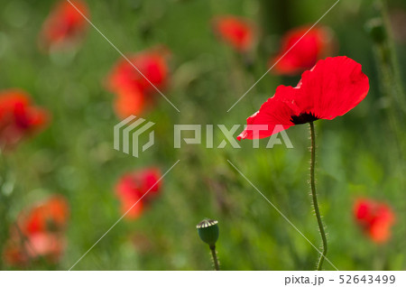 closeup of poppies in a meadow at spring closeup of poppies in a meadow at spring 52643499