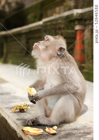 Macaque monkey in Ubud Bali 52646588