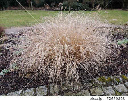 Dry bush Pennisetum foxtail, Pennisetum 52659898
