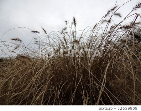 Dry bush Pennisetum foxtail, Pennisetum Dry bush Pennisetum foxtail, Pennisetum 52659909