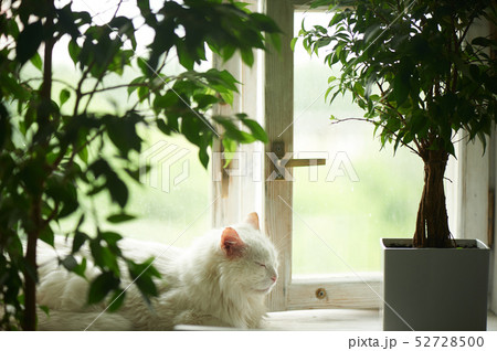 White cat sleeping on the windowsill by the window. Next to the tubs with green plants.Relax White cat sleeping on the windowsill by the window. Next to the tubs with green plants.Relax 52728500