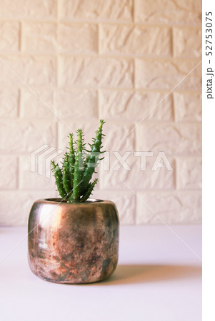 Cactus in the copper pot. Decorative plant in Cactus in the copper pot. Decorative plant in 52753075