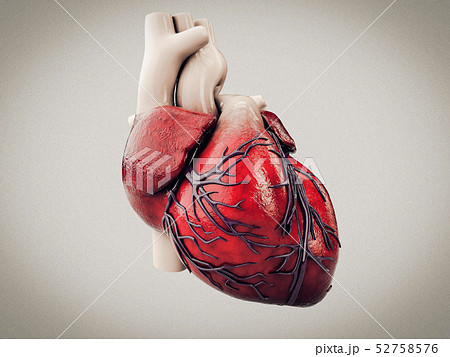 3d Illustration Of Anatomy Of Human Heart のイラスト素材